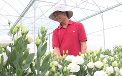 Đây là loài hoa ngoại nhập tên đẹp, dễ trồng, ai nhìn cũng mê giúp nông dân nơi này ở Lâm Đồng phát tài