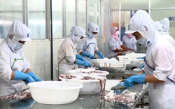 Hàn Quốc, Nhật Bản là 2 thị trường thu mua nhiều nhất mực, bạch tuộc của Việt Nam 