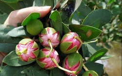 Hoa thủy liễu, đặc sản ẩm thực miền Tây