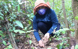 Rừng cây rơi đầy thứ hạt gì mà dân Quảng Bình rủ nhau vô nhặt mỏi tay kiếm hơn 500.000 đồng/ngày