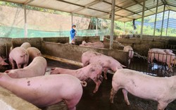 Nguyễn Thành Long bỏ phố về quê Hà Giang nuôi lợn, ban đầu làng xóm xầm xì, sau thành người truyền cảm hứng