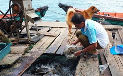 Cá đặc sản, thủy sản, hải sản ở Kiên Giang đồng loạt tăng giá mạnh, cả làng nhà nào bắt bán đều trúng lớn