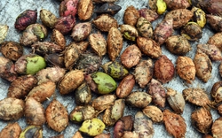 Loại hạt rụng đầy quét không hết ở Việt Nam hóa ra tốt cho sức khỏe, dân Côn Đảo làm ra thứ quà hảo hạng