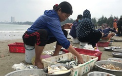 Cửa Lò (Nghệ An): Hải sản bán theo mớ, khách ra tận bãi biển tranh nhau mua