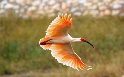 Kỳ lạ loài chim nghe tên đã thấy "sắc nước hương trời", đặc biệt còn được bảo vệ nghiêm ngặt