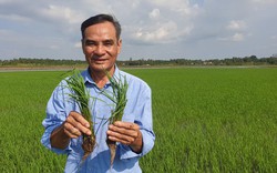 Nuôi cá, chăn vịt + trồng lúa, cá chả phải cho ăn, lúa nhẹ công phân thuốc, nông dân ĐBSCL thu lãi khá