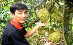 Trồng thứ cây đặc sản cho trái đang hot này ở Bình Thuận, nông dân càng giàu khi có mã số vùng trồng