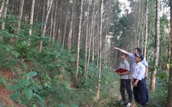 Hóa giải thách thức chứng minh nguồn gốc gỗ: Liên kết trồng rừng FSC, nông dân xứ Nghệ hưởng lợi (bài 3)