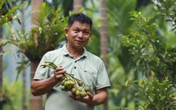 Thanh Hóa: Trồng thứ cây thẳng tắp, bán từ mo đến quả, người đàn ông Mường thu tiền tỷ mỗi năm