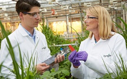 Syngenta được trao tặng 5 giải thưởng về khoa học cây trồng