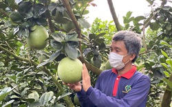 Trung Quốc, Nhật Bản, New Zealand đồng loạt mở cửa cho nhiều loại trái cây của Việt Nam