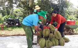 Tỉnh nào trồng sầu riêng nhiều thứ 2 cả nước, sầu riêng của Việt Nam xuất khẩu sang bao nhiêu quốc gia?
