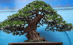 5 loại cây cảnh bonsai càng trồng càng trở nên thanh lịch, dân yêu bonsai nào cũng muốn sở hữu