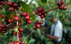 Giá cà phê Arabica tiếp tục giảm sâu do đồng real Brazil suy yếu