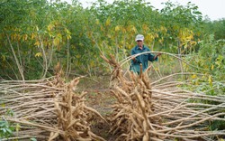 Trung Quốc tăng tốc thu gom 1,24 triệu tấn một loại tinh bột của Việt Nam để làm gì?