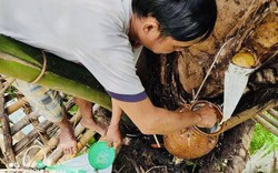 Việt Nam có 1 loại cây lạ có thể uống trực tiếp từ thân cây mà không cần chế biến, gây nghiện cho bao người