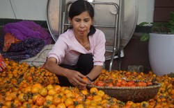 Loại quả bình dân cắn giòn tan, ngọt lan đầu lưỡi đang chín vàng dưới chân núi Đại Tuệ Nam Đàn