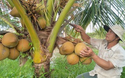 Trồng thứ dừa gì mà trái màu đỏ, cây thấp tè đã ra quả túm tụm, anh nông dân Cà Mau bán đắt hàng