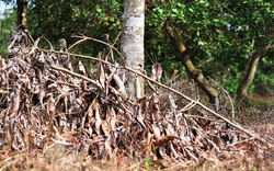 Đồng Nai: Xem xét chuyển hồ sơ cho công an điều tra vụ chặt phá rừng trái phép ở rừng phòng hộ Xuân Lộc