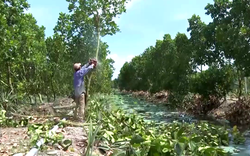 Nông dân vùng Đồng Tháp Mười ở Long An chặt mít Thái trồng “cây nhà giàu” đang sốt giá sình sịch
