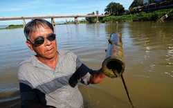 Hé lộ tuyệt kỹ bắt cá bống sông Trà Khúc bằng ống tre của một người Quảng Ngãi