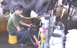 TP.HCM triển khai nhiều chính sách tiếp lực phát triển chăn nuôi bò sữa