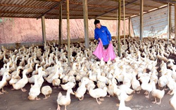 Nguồn vốn Ngân hàng CSXH tạo sức bật giúp nông dân Tuyên Quang làm giàu