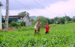 Cây hương bài là cây gì mà người dân Nghệ An kiếm gần  200 triệu đồng mỗi ha?
