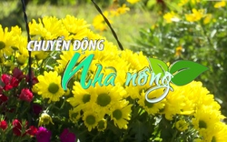 Chuyển động Nhà nông 21/11: Gần 200 triệu cành hoa Đà Lạt phục vụ thị trường Tết Nguyên đán