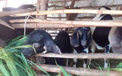 Bình Dương: Ra mắt HTX dịch vụ-chăn nuôi dê ở xã Vĩnh Hòa, huyện Phú Giáo