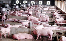 Giá lợn hơi đi lên, thị trường bắt đầu biến động