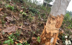 Yên Bái: Xác minh việc thành viên tổ bảo vệ rừng tham gia phá rừng trái phép