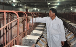 Từng suýt phá sản, Hợp tác xã này ở Hà Nội vượt khó nhờ chăn nuôi khép kín 