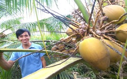 Gác bằng kỹ sư, anh nông dân Sài Gòn về trồng thứ cây thấp tè mà ra trái quá trời, muốn hái phải cúi người