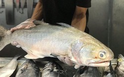Nhụ bốn râu - loại cá là đặc sản của các tỉnh phía Bắc, giá bán 300 nghìn/kg vẫn được yêu thích