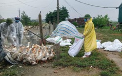 Cúm gia cầm H5N1 xuất hiện trên đàn vịt hơn 2.000 con ở tỉnh Nghệ An