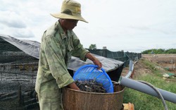 Có ao tôm 50 tấn, nông dân này ở Bà Rịa-Vũng Tàu phấn chấn giá tôm tăng, tôm sú 200.000 đồng/kg là cao nhất