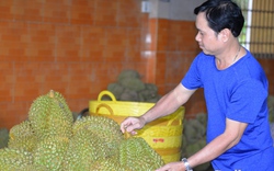 Cho lợi nhuận "khủng" 545 triệu/ha, nông dân Tiền Giang ồ ạt trồng sầu riêng, 4 tháng tăng 3.000ha