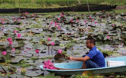 Nhìn ao thấy hoa súng nở đẹp như phim ở Bắc Giang, ai ngờ vợt lên thấy toàn ốc nhồi to bự