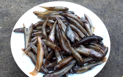 Cá khe có phải là một loài cá, vì sao thiên hạ đến nơi đây của Quảng Ninh lại ham ăn cá suối vùi tro?