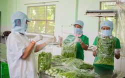 Nông dân Bình Định trồng rau "siêu sạch" nhờ áp dụng tiêu chuẩn VietGAP