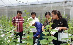 Quảng Ninh phát triển sản xuất nông nghiệp công nghệ cao từ những mô hình hay 