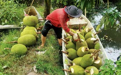 Giá mít Thái hôm nay 25/11: Vì sao thương lái sợ mua mít trái to, hé lộ câu trả lời bất ngờ