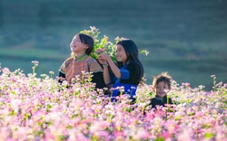 Hà Giang cảnh báo tình trạng lừa đảo bán phòng "ảo" dịp lễ hội hoa tam giác mạch