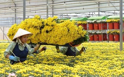 Tết 2023, giá hoa dự báo sẽ tăng 10% - 30%