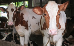 TP.HCM thúc đẩy ngành chăn nuôi từ chương trình phát triển giống, công nghệ cao