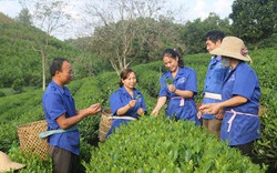 Cộng đồng cần nhìn nhận linh hoạt hơn, không thể cứ nói đến thuốc bảo vệ thực vật là xấu