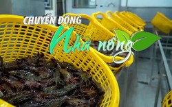 Chuyển động Nhà nông  28/11: Xuất khẩu thủy sản có thể cán mốc 11 tỷ USD cuối năm 2022