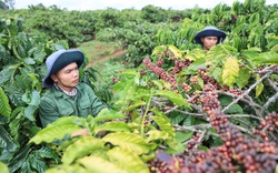 Nông thôn mới Đắk Lắk hướng giàu đẹp, văn minh theo Nghị quyết 08 của Tỉnh ủy