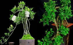 5 cây cảnh bonsai tuyệt đẹp, càng già càng đắt, trồng một chậu ở phòng khách thơm cả 10 năm